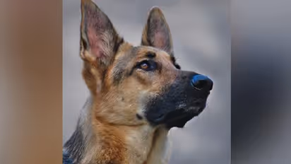 Pet Dog : സാഹസികമായി കള്ളനെ പിടിച്ച് വീട്ടിലെ വളര്‍ത്തുനായ 