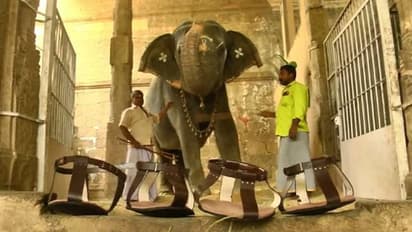 கோவில் யானைக்கு ரூ.12,000 மதிப்பில் செருப்பு.. தமிழகத்திலே முதல் முறையாக..காரணம் தெரிஞ்சா ஆச்சரியப்படுவீங்க