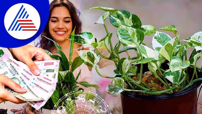 ಮನೆಯಲ್ಲಿ ಈ ಗಿಡ ನೆಟ್ಟರೆ, ಹೋದ ಹಣವೂ ಮರಳಿ ಬರುತ್ತೆ!