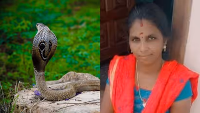 പാചകത്തിനായി വിറക് എടുക്കുന്നതിനിടെ പാമ്പുകടിയേറ്റ് വീട്ടമ്മ മരിച്ചു 