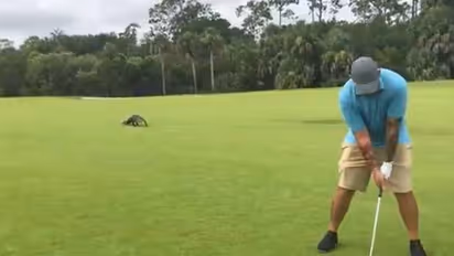 ഗോൾഫ് കളിക്കുന്നതിനിടെ പിന്നിലൊരു മുതല, ശ്രദ്ധിക്കാതെ കളി തുടർന്ന് യുവാവ്, വീഡിയോ 