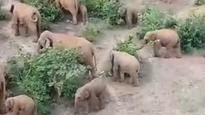 शाम होते ही हिंसक हो जाता है हाथियों का ये झुंड, झारखंड के कई ग्रामीणों में फैली दहशत, जानें क्या है वजह