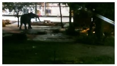  ഗുരുവായൂർ ക്ഷേത്രത്തിൽ എഴുന്നള്ളിപ്പിനിടെ ആന ഇടഞ്ഞു ; പാപ്പാനെ കുടഞ്ഞെറിഞ്ഞു