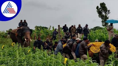 ಚಾಮರಾಜನಗರ: ಕೊನೆಗೂ ಸಿಕ್ಕಿಬಿದ್ದ ಹುಲಿರಾಯ, ನಿಟ್ಟುಸಿರು ಬಿಟ್ಟ ಜನತೆ..!