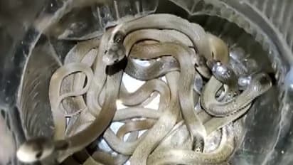 छत्तीसगढ़ में अजीब मामला: रोज कमरे से निकलता था एक कोबरा सांप,रेस्क्यू टीम पहुंची तो रह गई दंग