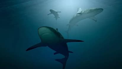 സ്രാവിന്റെ ആക്രമണത്തിൽ രണ്ട് വിനോദസഞ്ചാരികൾ കൊല്ലപ്പെട്ടു, ബീച്ച് അടച്ചിട്ട് അധികൃതർ