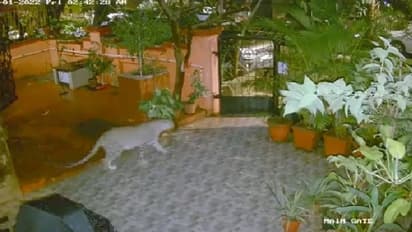 ആളുകള്‍ താമസിക്കുന്ന ബില്‍ഡിംഗിന് താഴെ പുള്ളിപ്പുലി; വീഡിയോ 