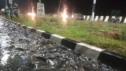 तस्वीरों में देखें झारखंड़ के NH 33 पर कैसे हुई मछली लूट, थैला-झोला, पॉलीथिन, जिसको जो मिला उसमें भर ले गया