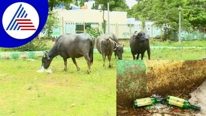 ಜಾನುವಾರುಗಳ ದೊಡ್ಡಿಯಂತಾದ ಚಿತ್ರದುರ್ಗ ನಗರ ಪಾರ್ಕ್ ಗಳು!