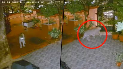 Leopard strays into a residential area in Mumbai’s Aarey colony: here’s what happened next