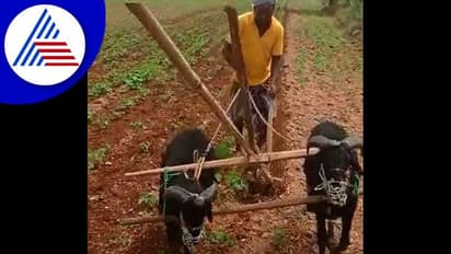 ಎತ್ತಿಲ್ಲದಿದ್ದರೇನು ಗತ್ತಿನ ಟಗರುಗಳಿವೆ: ಹಾವೇರಿಯಲ್ಲಿ ಹೊಲ ಉಳುಮೆ ಮಾಡೊ ಜೋಡಿ ಟಗರು