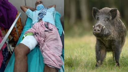 കാട്ടുപന്നി ആക്രമിച്ചു, വയോധികന് കാലിൽ ഗുരുതര പരിക്ക്; ശസ്ത്രക്രിയ നടത്തി