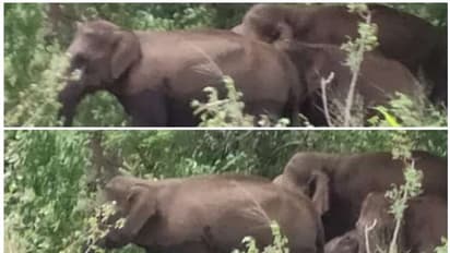 അട്ടപ്പാടി ട്രൈബൽ ആശുപത്രിക്ക് സമീപം കാട്ടാനക്കൂട്ടം; ആനക്കൂട്ടത്തെ മണിക്കൂറുകൾക്കുശേഷം കാടുകയറ്റി