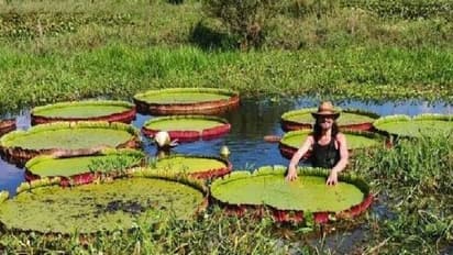 ഒരു കുഞ്ഞിന്റെ ഭാരമുള്ള ഇല, മനുഷ്യന്റെ തലയുടെ വലിപ്പമുള്ള പൂക്കൾ, ഭീമൻ ആമ്പൽ കണ്ടെത്തി