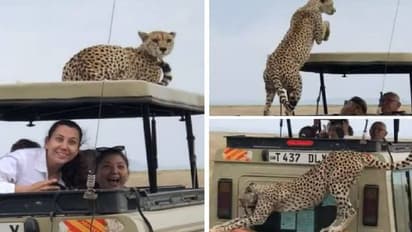 സഫാരിക്കിടയിൽ യാത്രക്കാരുടെ വാഹനത്തിന് മുകളിലേക്ക് ചാടിക്കയറി പുള്ളിപ്പുലി, വീഡിയോ 