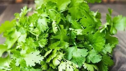 கொத்தமல்லி தழை சீக்கிரம் அழுகாமல் இருக்கணுமா? நீண்ட நாட்கள் சேமித்து வைக்க இதை செய்யுங்கள்! 