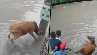 Shopkeeper rescues a cow from getting electrocuted in Punjab's Mansa: act of kindness goes viral