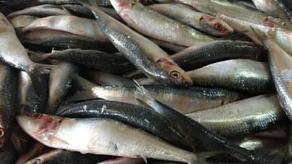 മത്തി കിട്ടാക്കാലം; 18 വർഷത്തിനിടയിലെ ഏറ്റവും വലിയ കുറവ്, ചെറുകിട വ്യാപാരികൾക്ക് കോടികളുടെ നഷ്ടം