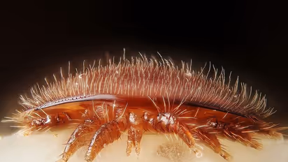 करोड़ों मधुमक्खियों की जान का दुश्मन क्यों बन गया आस्ट्रेलिया, कारण थोड़ा शॉकिंग है...