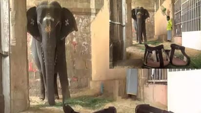 12,000 ಮೌಲ್ಯದ ಚರ್ಮದ ಚಪ್ಪಲಿ ಧರಿಸುವ ಆನೆ ಇವಳು