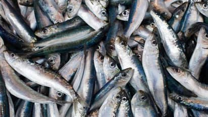 മത്തിയുടെ ലഭ്യതയിൽ വൻ ഇടിവ്, കഴിഞ്ഞ വർഷം ലഭിച്ചത് കേവലം 3297 ടൺ മത്തി