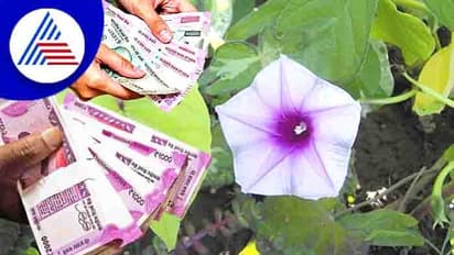 Vastu tips: ಮನೆಗೆ ಸಂಪತ್ತು ಆಕರ್ಷಿಸೋಕೆ ಈ ಅಪರೂಪದ ಸಸ್ಯ ನೆಡಿ..