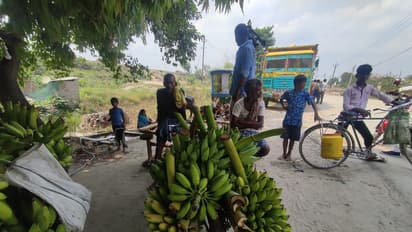  ലോക പ്രശസ്തമാണ് 'ചിനിയ'; എങ്കിലും ബിഹാറിന് സ്വന്തം വാഴ കൃഷി കൈവിടേണ്ടി വരുമോ ? 