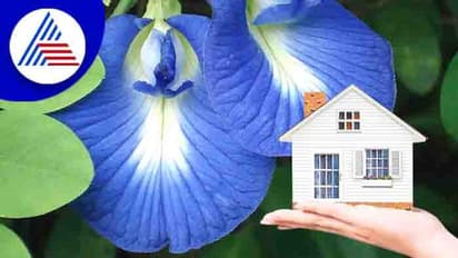 ಮನೆಯ ಸುಖ ಶಾಂತಿಗಿರಲಿ ಶಂಖಪುಷ್ಪ, ಹೂವಲ್ಲೇನಿದೆ ವಿಶೇಷ!