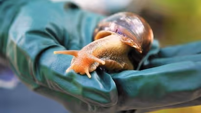 ഭീമൻ ഒച്ചുകൾ ന​ഗരം കീഴടക്കി, ആളുകളോട് ക്വാറന്റൈനിൽ പ്രവേശിക്കാൻ അധികൃതർ