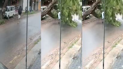 നടന്നുപോകുമ്പോൾ മരം കടപുഴകി, അടിയിൽ പെടാതെ അത്ഭുതകരമായ രക്ഷപ്പെടൽ -വീഡിയോ