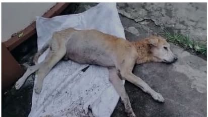 കൊടുംക്രൂരത, വയറ്റിൽ എയര്ഗണ് വെടിയുണ്ടകളുമായി തെരുവ് നായ അവശനിലയിൽ