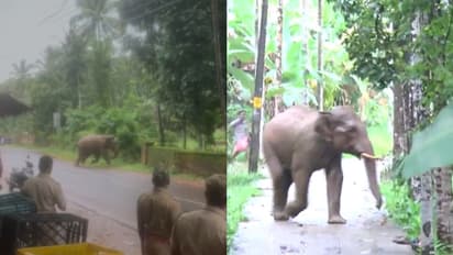 മലപ്പുറത്ത് മണിക്കൂറുകളോളം ഗതാഗതം മുടക്കി കാട്ടാനകൾ -വീഡിയോ