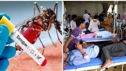 டெங்கு - சிக்குன்குனியாவை தடுக்கும் புதிய கொசு...! புதுச்சேரி விஞ்ஞானிகள் கண்டுபிடித்து அசத்தல்