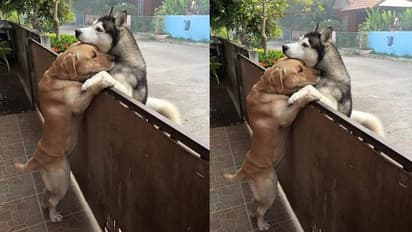 ನಮ್ಮ ಪ್ರೀತಿಗೆ ಯಾವ ಗೇಟ್ ಕೂಡ ಅಡ್ಡಿಯಾಗದು... ಶ್ವಾನಗಳ ಮುದ್ದಾದ ಫೋಟೋ ವೈರಲ್‌