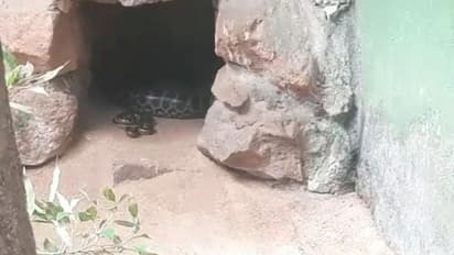 पहली बार एनाकोंडा ने दिया अजीब से बच्चे को जन्म, चिड़ियाघर प्रशासन सीएम को भेजा फोटो और वीडियो