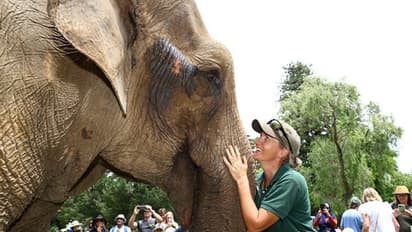 ലോകത്തിലെ ഏറ്റവും പ്രായം ചെന്ന ആന, ട്രിസിയ ചരിഞ്ഞു