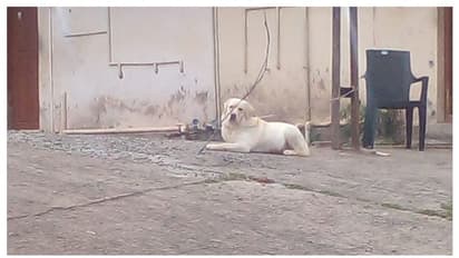 'കമല'യെ കാണാതായിട്ട് ഏഴ് ദിവസം; സഹാമഭ്യർഥിച്ച് വെറ്ററിനറി ഡോക്ടർ