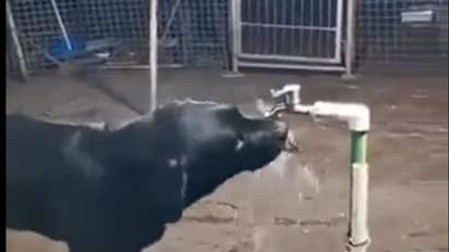 viral video : ఈ కుక్కను చూసి మనుషులు నేర్చుకోవాలి.. ఇంటర్నెట్ లో వైరల్ గా మారిన వీడియో..