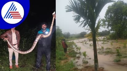 Shivamogga: ಕಾರ್ಗತ್ತಲ ಜಡಿ ಮಳೆಯಲ್ಲಿ ಪ್ರತ್ಯಕ್ಷವಾದ ಹೆಬ್ಬಾವು: ಕೆರೆ ದಂಡೆ ಒಡೆದು ತೋಟಕ್ಕೆ ಹಾನಿ