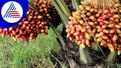 ಚಿಕ್ಕಬಳ್ಳಾಪುರಕ್ಕೂ ಎಂಟ್ರಿ ಕೊಟ್ಟ ಅರಬ್ ಖರ್ಜೂರ: ಬಂಪರ್ ಬೆಳೆ ಬೆಳೆದು ಸೈ ಎನಿಸಿಕೊಂಡ ರೈತ