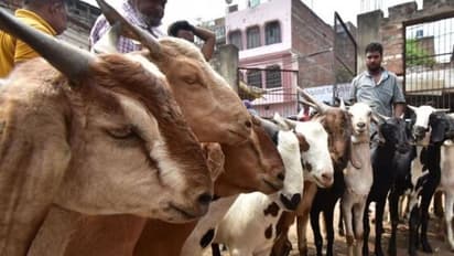 Bakrid 2023: பக்ரித் பண்டிகையை...வாயை பிளக்கும் அளவிற்கு ஆட்டின் விலை...ஒரு ஆடு இவ்வளவா?