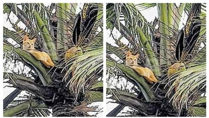 തെരുവ് നായ്ക്കളെ പേടിച്ച് തെങ്ങിൽക്കയറിയ പൂച്ച കുടുങ്ങിയത് നാല് ദിവസം!, ഒടുവിൽ മന്ത്രി ഇടപെട്ടു