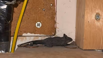 എലിയെ തുരത്താനായി വിളിച്ചു, വീട്ടിലെത്തിയപ്പോൾ ഒരു റബ്ബർ എലി!