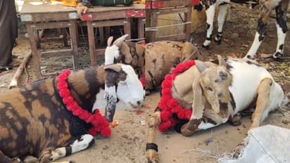 बकरीद की कुर्बानी पर महंगाई का तड़का, राजस्थान में दो बाइक की कीमत में मिल रहा स्पेशल नस्ल का बकरा