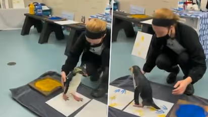 Watch: Penguin paints with its feet; cute artwork earns fans on social media