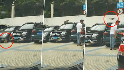 Watch: Cat’s hilarious fail at jumping a wall will leave you in splits