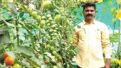 ഹൈഡ്രോപോണിക് ഫാമിംഗ്, മണ്ണില്ലാതെ കൃഷി ചെയ്ത് ആലപ്പുഴയിലെ ഹരിഹരൻ നാണു