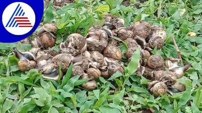 ಬೀದರ್ ರೈತರಿಗೆ ಮತ್ತೊಂದು ಸಂಕಷ್ಟ: ಶಂಕದ ಹುಳಕ್ಕೆ ಹೈರಾಣಾದ ರೈತರು..!