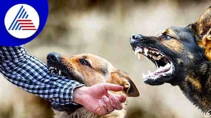 27 பேரை விரட்டி, விரட்டி கடித்த நாய்க்கு ரேபிஸ் தொற்று..! கடிபட்ட சிறுவர்கள், பெண்களுக்கு மீண்டும் சிகிச்சை