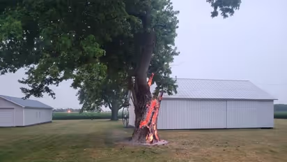 ചില്ലകൾക്കൊന്നും ഒരു കുഴപ്പവുമില്ല, അകത്തുനിന്നും കത്തിപ്പടർന്ന് മരം, അമ്പരന്ന് അഗ്നിശമനസേന